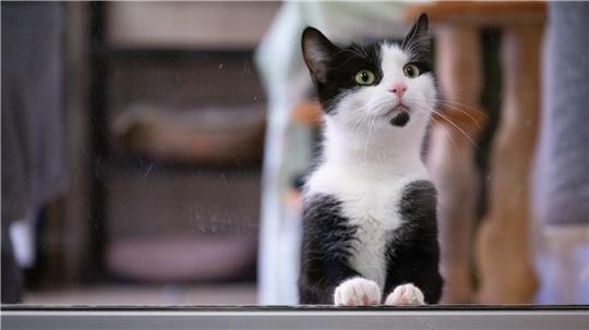Eine Katze schaut auf die Besucher im Tierheim Dresden.