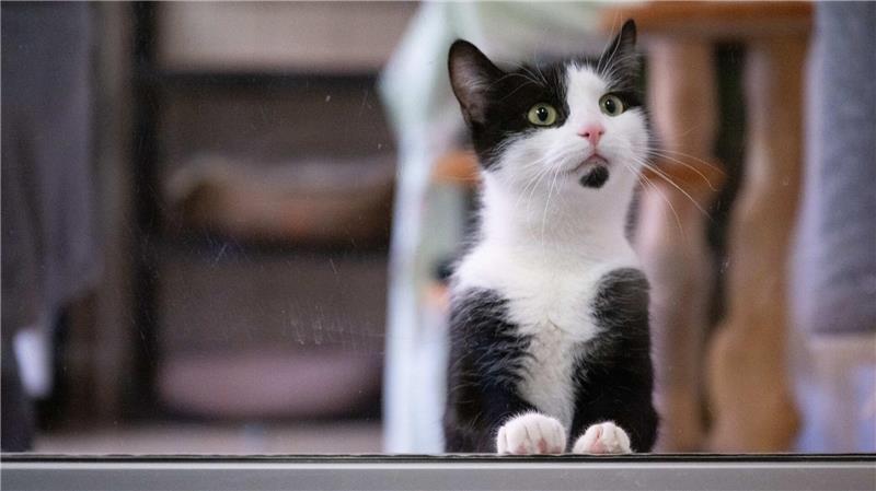 Eine Katze schaut auf die Besucher im Tierheim Dresden.