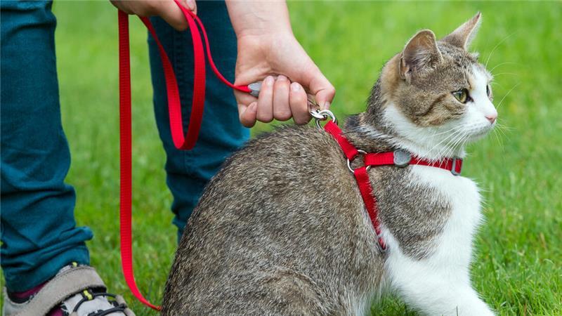 Eine Katze trägt ein Geschirr.