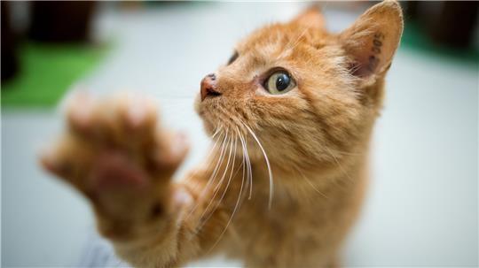 Eine Katze wurde in Stade von Unbekannten angeschossen und verletzt. (Symbolbild)