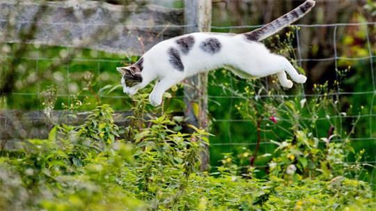 Eine Katze wurde in Visselhövede (Kreis Rotenburg) angeschossen (Symbolbild).