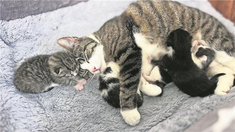 Probleme mit Kastrationspflicht: Tierheime fordern härteres Vorgehen Eine Katzenmutter mit ihren Kitten im Tierheim Cuxhaven.