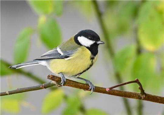 Eine Kohlmeise ist auf einem Ast zu sehen. Foto: dpa