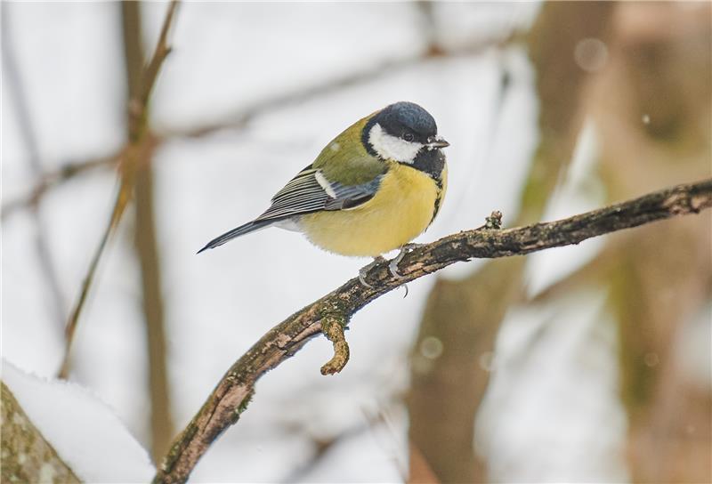 Eine Kohlmeise sitzt im Winter auf einem Ast. Foto: Annette Riedl/dpa