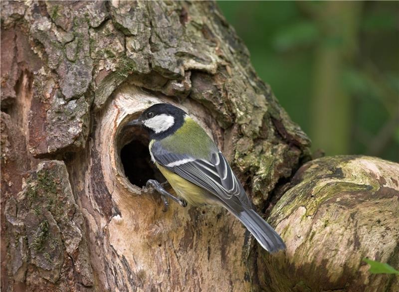 Eine Kohlmeiste sitzt an ihrer Bruthöhle in einem Obstbaum-Stamm. Foto: NABU/Frank Hecker