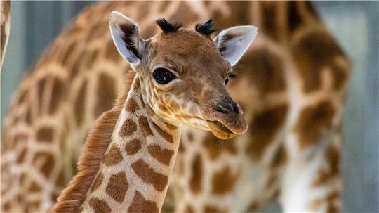 Eine Kordofan-Giraffe ist im Pariser Zoo geboren.