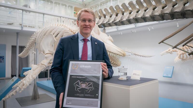 Erebusa danielguentheri: Krabbenart nach Ministerpräsidenten benannt Eine Krabbenart wurde nach Daniel Günther benannt - Erebusa danielguentheri.