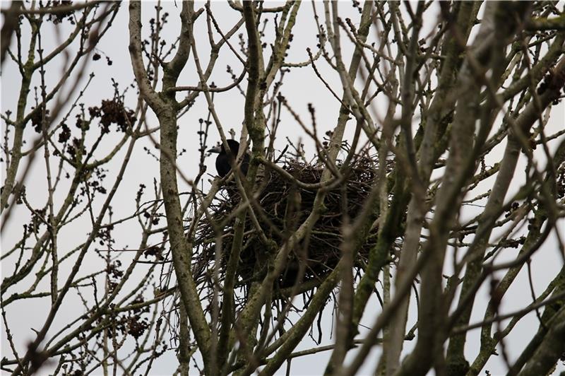 Eine Krähe sitzt im Winter in ihrem Nest nahe der Altländer Straße in Buxtehude. Es wird versucht, die Vögel zu vergrämen. Foto: Frank