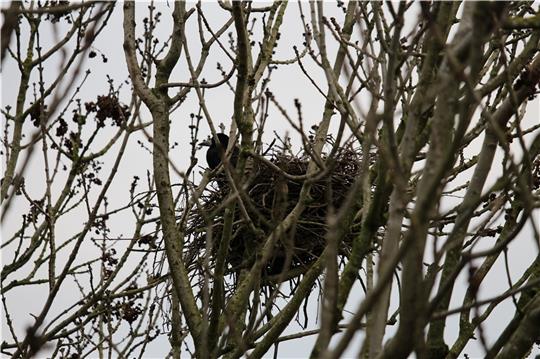 Eine Krähe sitzt im Winter in ihrem Nest nahe der Altländer Straße in Buxtehude. Es wird versucht, die Vögel zu vergrämen. Foto: Frank