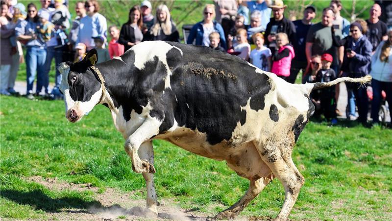 Eine Kuh hüpft beim Weideaustrieb.