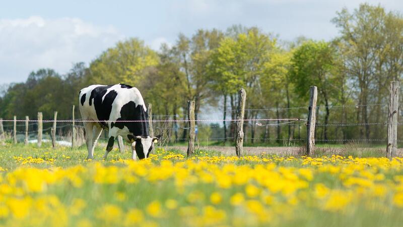 Landwirtschaft: Niedersachsen droht Öko-Ziel zu verpassen Eine Kuh steht auf einer Weide mit viel Löwenzahn.