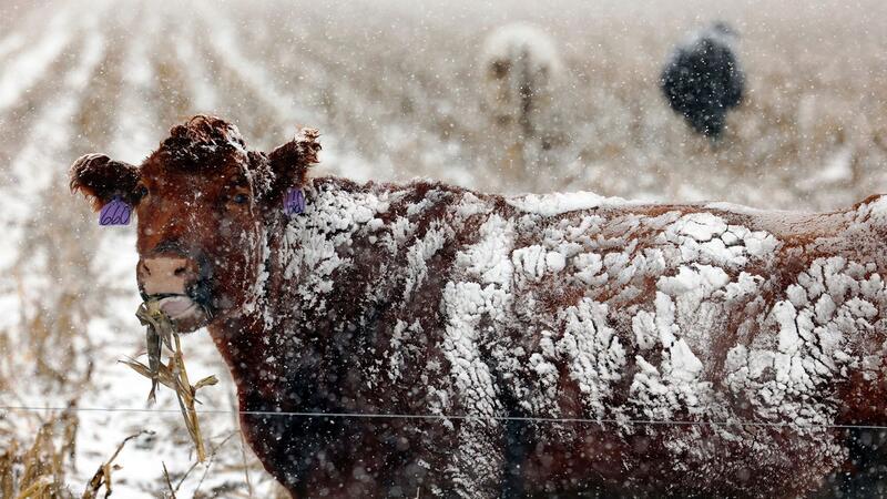 Eine Kuh trotzt der Kälte in Nebraska.