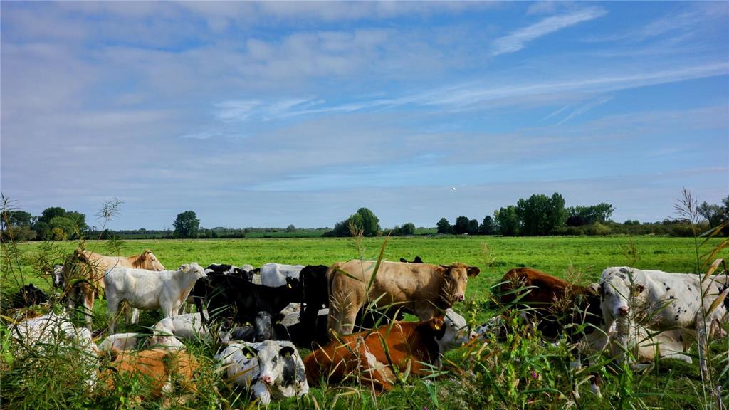 Eine Kuhherde genießt die Spätsommersonne am letzten Sonntag in vollen Zügen in ...