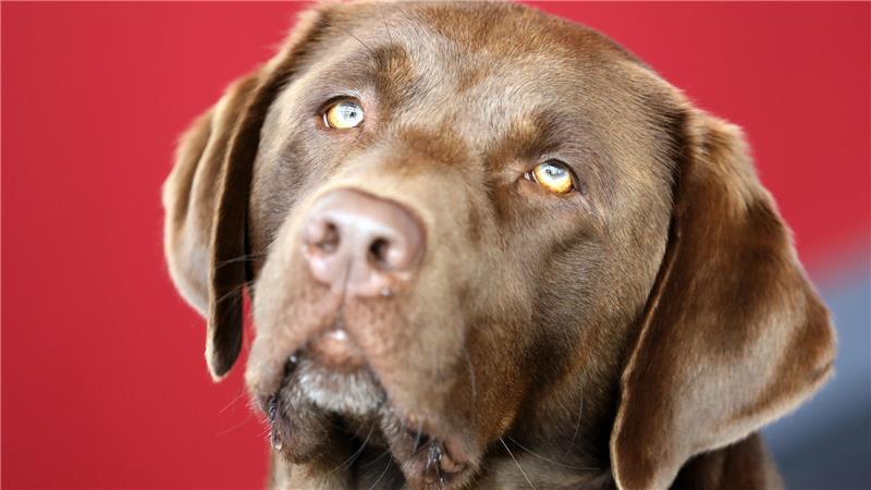 Eine Labrador-Hündin ist in Hechthausen gestorben. Schneckenkorn könnte die Ursache sein. (Symbolbild)