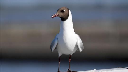 Eine Lachmöwe steht auf einem Geländer in der Nähe des Eider-Sperrwerkes.