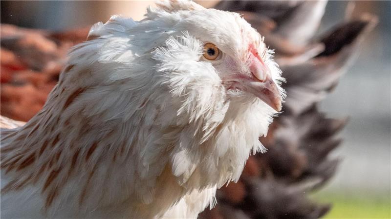 Eine Lachshuhn-Henne mit dem rassetypischen Bart. Sie gehört zu den neuen Bewohnern im Waldzoo Wingst.