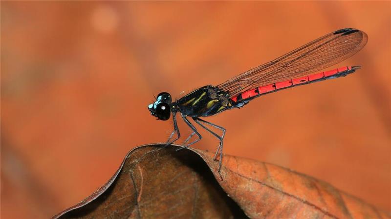 Eine Libelle der Art Chlorocypha cyanifrons