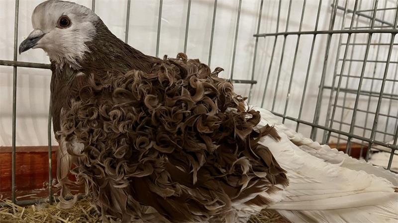 Oldendorfer Verein: 100 Jahre Geschichte, mehr als 600 Vögel zum Angucken Eine Locken-Taube, die ihrem Namen alle Ehre macht.