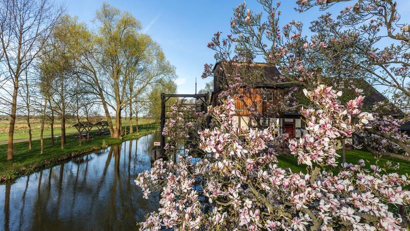 Rekordwärme: Ein Sommerwochenende mitten im April Eine Magnolie blüht in der Frühlingssonne an einem Fließ im Spreewald.