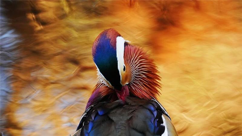 Eine Mandarinenten putzt sich am Wasser im Botanischen Garten von Dublin.