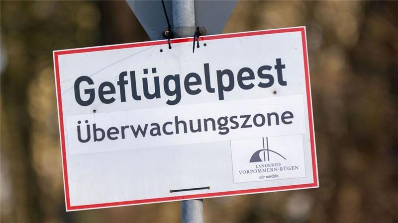 Geflügelpest bei Mantelmöwe in Nordfriesland festgestellt Eine Mantelmöwe war an dem Virus verendet. (Archivbild)