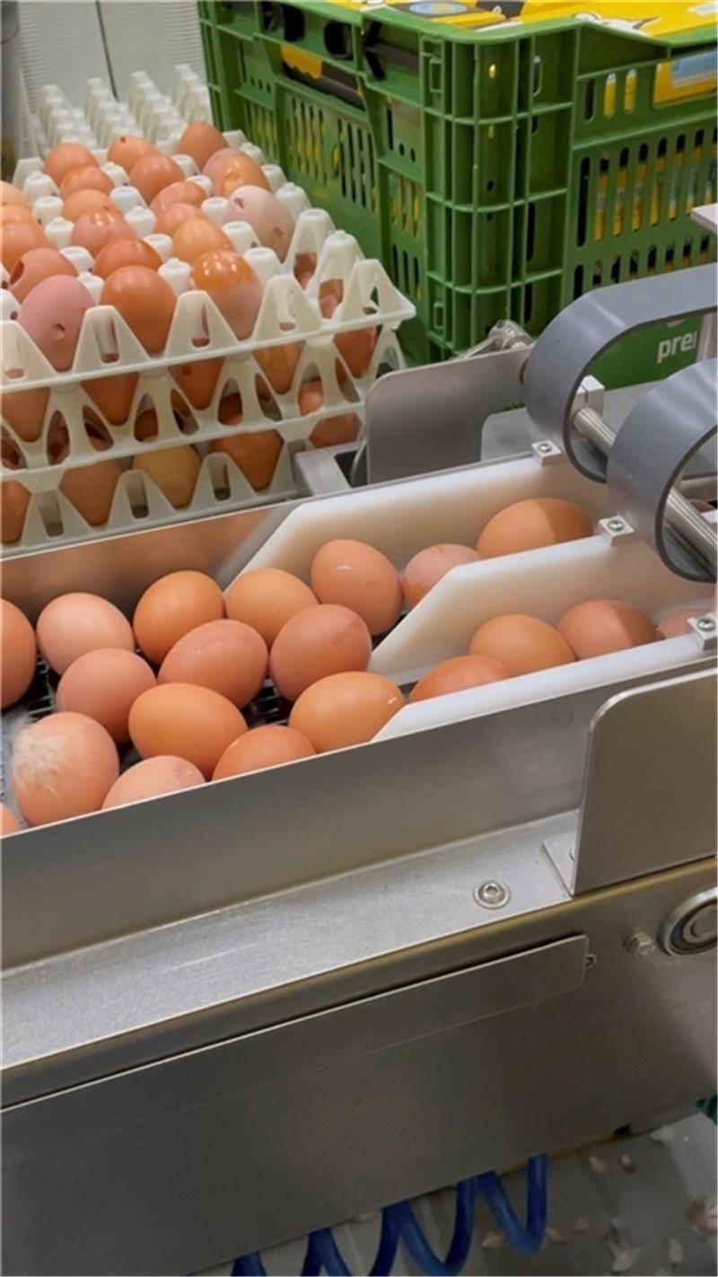 Eine Maschine sortiert die Größen nach Gewicht von XL bis S.