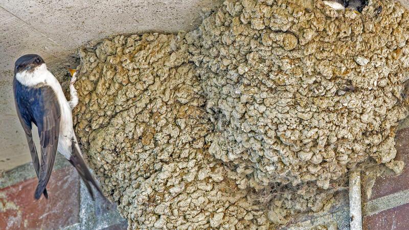 96 Mehlschwalben-Nester am Pegelhaus in Stadersand gezählt Eine Mehlschwalbe mit ihren Jungen am Stadersander Pegelhaus - 96 Nester zählte Biologin Janette Hagedoorn-Schüch hier im Juni. Diese Art brütet gerne unter Dachüberständen.