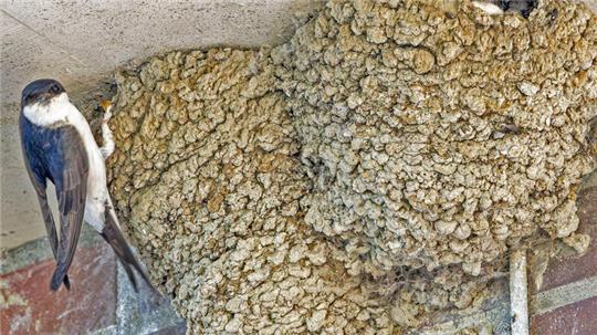 Eine Mehlschwalbe mit ihren Jungen am Stadersander Pegelhaus - 96 Nester zählte Biologin Janette Hagedoorn-Schüch hier im Juni. Diese Art brütet gerne unter Dachüberständen.
