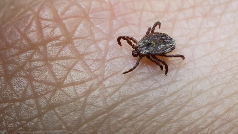 Eine Mitarbeiterin der Parasitologie der Universität Hohenheim zeigt in einem Labor eine Buntzecke (Dermacentor reticulatus).