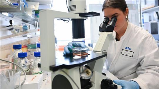 Eine Mitarbeiterin des Deutschen Krebsforschungszentrum bearbeitet in einem Labor unter dem Mikroskop eine Probe.