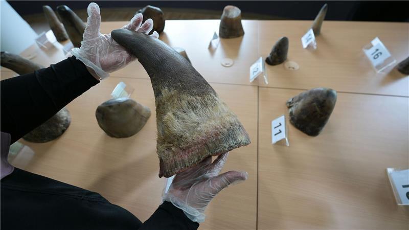 Eine Mitarbeiterin des National Parks Board (NParks) zeigt die 20 beschlagnahmten Nashorn-Hörner in Singapurs Zentrum für Wildtier-Forensik.