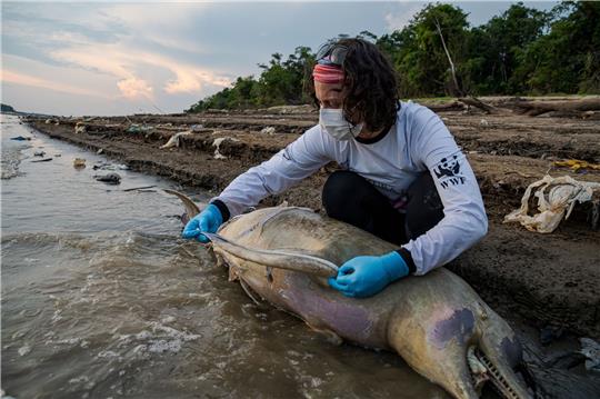 Eine Mitarbeiterin des brasilianischen Instituts Mamiraua untersucht einen toten Flussdelfin.