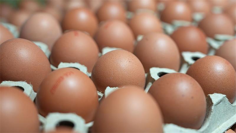 Projekt der Superlative im Kreis Stade: Leben in Bokel bald 68.000 Hühner? Eine Mitarbeiterin stellt Eier in ein Regal in einem Supermarkt. (Symbolbild)