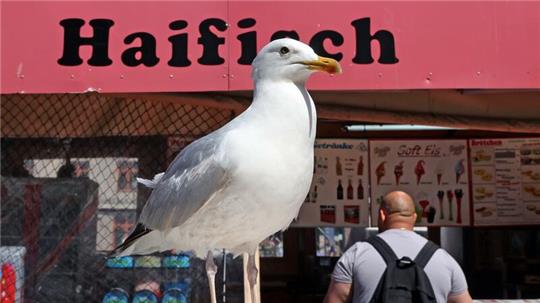 Eine Möwe lauert vor einem Verkaufskutter in Warnemünde auf die nächste Beute.