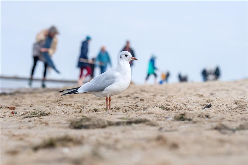 Eine Möwe sitzt am Strand von Cuxhaven. Zum Start der Herbstferien in Nordrhein-Westfalen an diesem Wochenende stellen sich die niedersächsischen Urlaubsregionen auf viele Gäste ein. Foto: Sina Schuldt/dpa