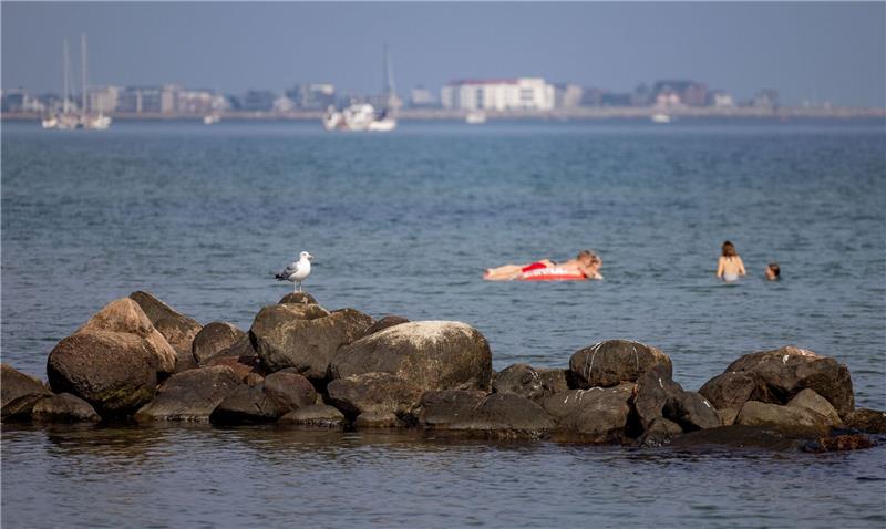 Nord-/Ostsee: Temperaturen nur teils „außergewöhnlich warm” Eine Möwe sitzt an einem warmen Spätsommertag auf Felsen in der Ostsee.