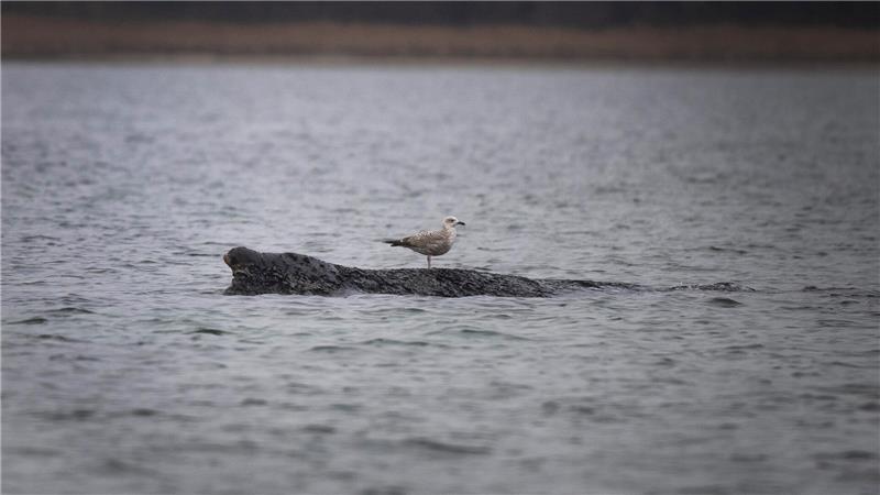 Eine Möwe sitzt auf dem vor Wismar gestrandeten Wal. Der vor Timmendorfer Strand freigekommene Buckelwal ist erneut gestrandet.