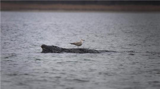Eine Möwe sitzt auf dem vor Wismar gestrandeten Wal. Der vor Timmendorfer Strand freigekommene Buckelwal ist erneut gestrandet.