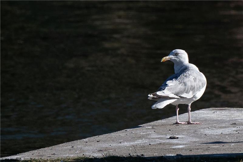 Möwen in Berlin - Wie der Küstenvogel in die Hauptstadt kam Eine Möwe sitzt auf einem Steg an der Spree in Berlin.