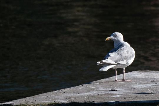 Eine Möwe sitzt auf einem Steg an der Spree in Berlin.
