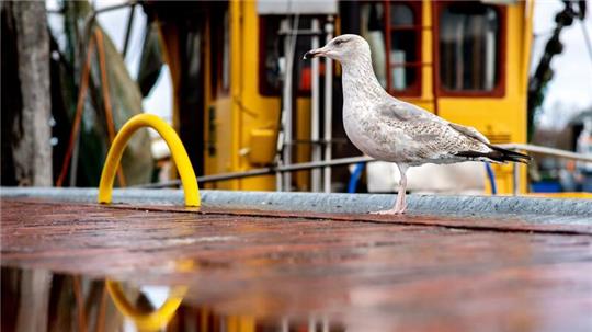 Eine Möwe steht bei wechselhaftem Wetter neben einer Pfütze im Hafen.