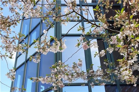 Eine Motivanregung: die blühende japanische Zierkirsche vor den Rathausfenstern. Foto: GNW