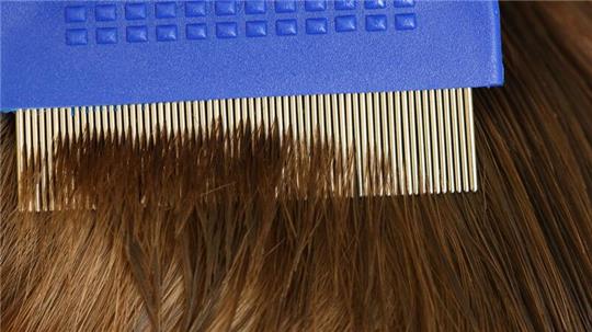 Eine Mutter sucht mit Hilfe eines Läusekammes die Haare ihres Sohnes nach Kopfläusen ab.