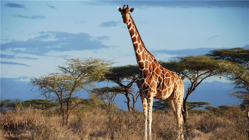 Von wegen „die“ Giraffe: Vier verschiedene Arten anerkannt Eine Netz-Giraffe im Samburu National Park, Kenia.