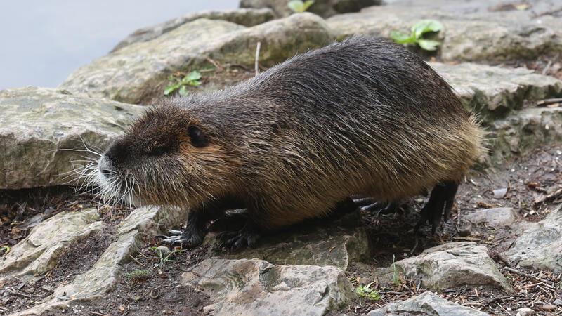 Eine Nutria läuft am Ufer der Saale entlang. Der auch Sumpfbiber, Schweifbiber, Schweifratte, Wasserratte oder Coypu genannt, ist eine aus Südamerika stammende und in Mitteleuropa angesiedelte Nagetierart.