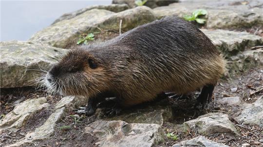 Eine Nutria läuft am Ufer der Saale entlang. Der auch Sumpfbiber, Schweifbiber, Schweifratte, Wasserratte oder Coypu genannt, ist eine aus Südamerika stammende und in Mitteleuropa angesiedelte Nagetierart.