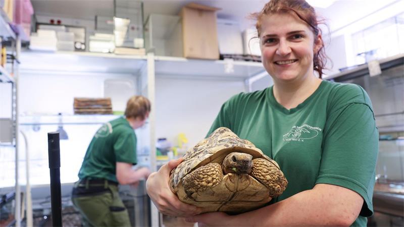 Ferienzeit: Immer mehr Tiere landen im Hamburger Tierheim Eine Pantherschildkröte wird dort ebenfalls umsorgt.