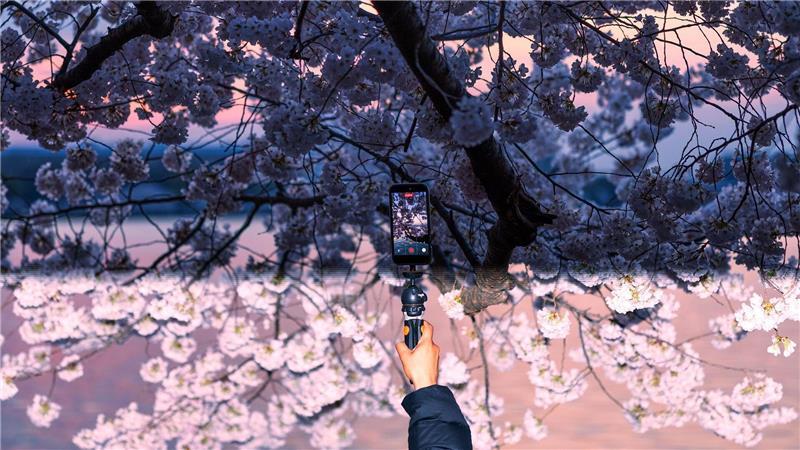 Eine Person fotografiert die blühenden Kirschbäume am Tidal Basin mit dem Handy.