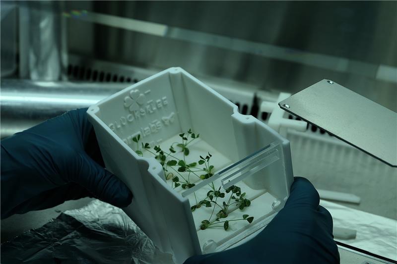 Eine Person hält einen Container mit einem Klee darin. (undatierte Aufnahme) Mehrere Teams junger Forscherinnen und Forscher aus Deutschland dürfen in der Nacht zu Mittwoch ihre Experimente zur Internationalen Raumstation (ISS) schicken. Foto: picture alliance/dpa/Team Glücksklee