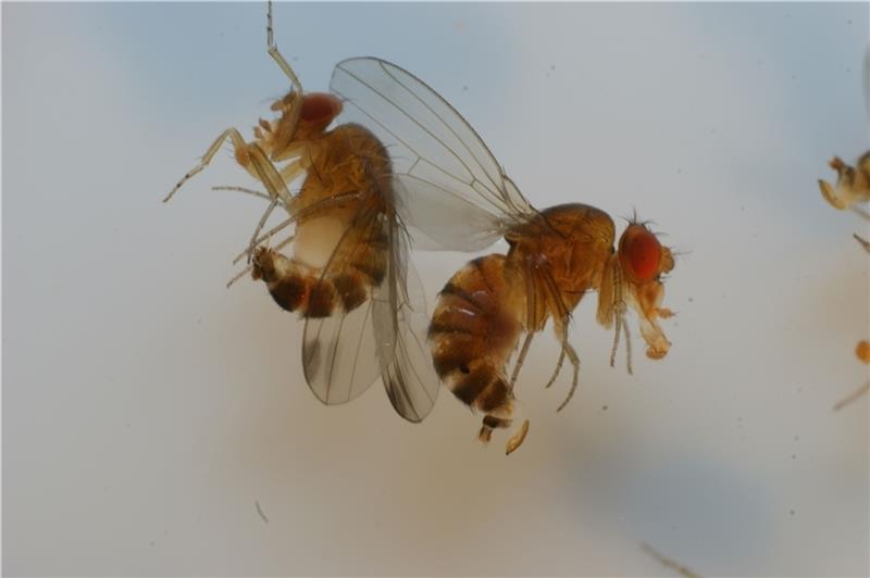 Eine Plage droht: Männchen (links) und Weibchen der Kirschessigfliege profitieren vom milden Winter (und Klimawandel). Foto: Obstbauzentrum